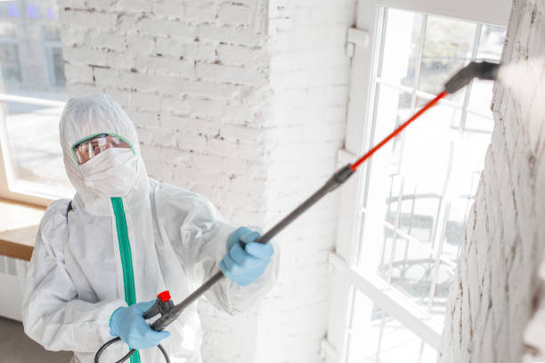 Trusted Santa Rosa, CA Mold Removal Experts