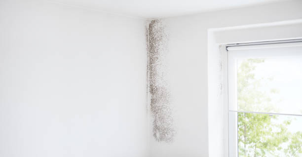 Best Mold Removal for HVAC Installations  in Santa Rosa, CA