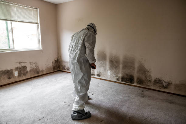 Best Crawl Space Mold Remediation  in Santa Rosa, CA
